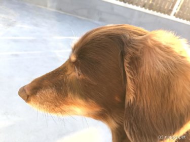 〔日記〕はじめまして、おちよさんです！