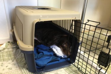 〔日記〕歩けない？悪夢の再来？