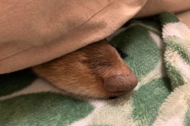 〔日記〕ヒートによる出血でした！