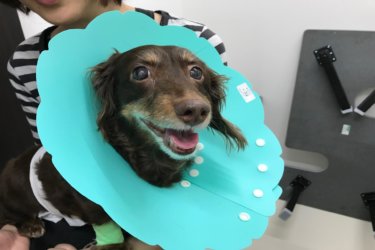 〔日記〕避妊手術当日