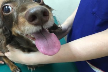 〔日記〕4回目の鍼治療