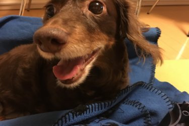 〔日記〕歯磨きについて