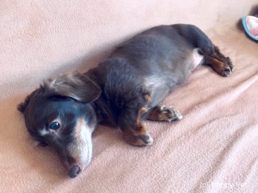 〔日記〕トイレシーツに血！！