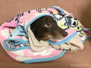 〔日記〕今日は抜糸