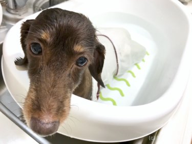 〔日記〕ケージレストからサークルレストへ