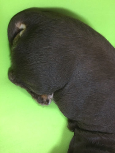 〔日記〕陰部に赤黒いもの