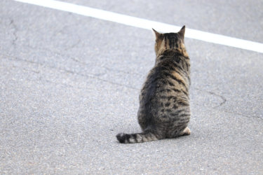 〔トピックス〕TNRと地域猫
