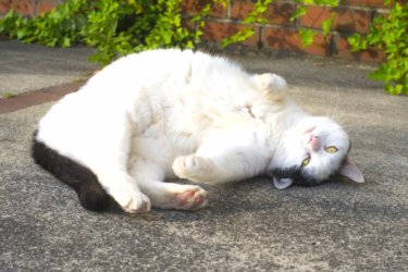 〔トピックス〕肥満と寿命の関係