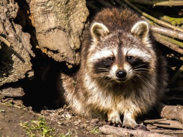 〔トピックス〕特定外来生物はペットにできないの？