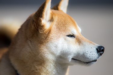 〔トピックス〕日本犬って？